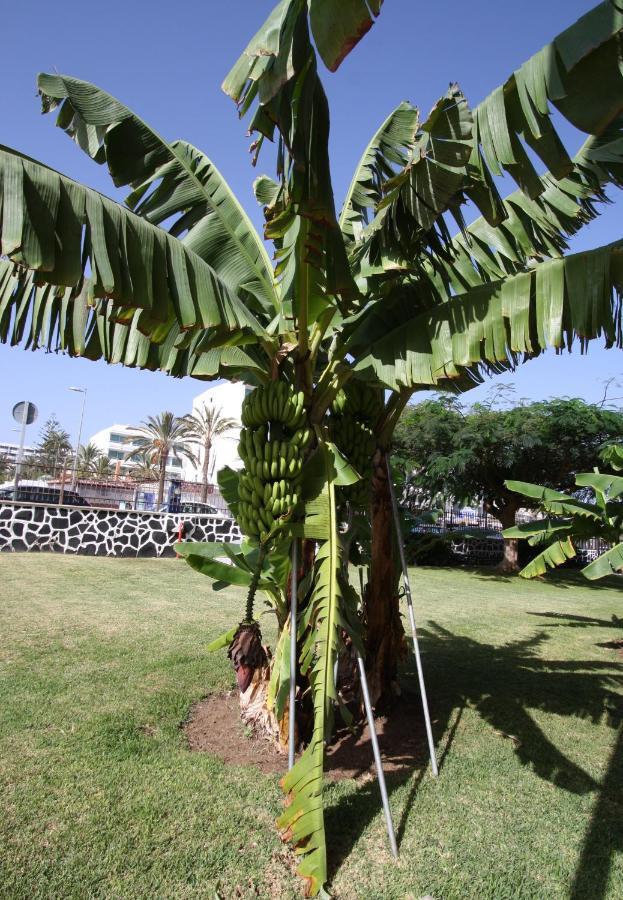 Fantastic Apartment With Sea Views Playa del Ingles  Ngoại thất bức ảnh